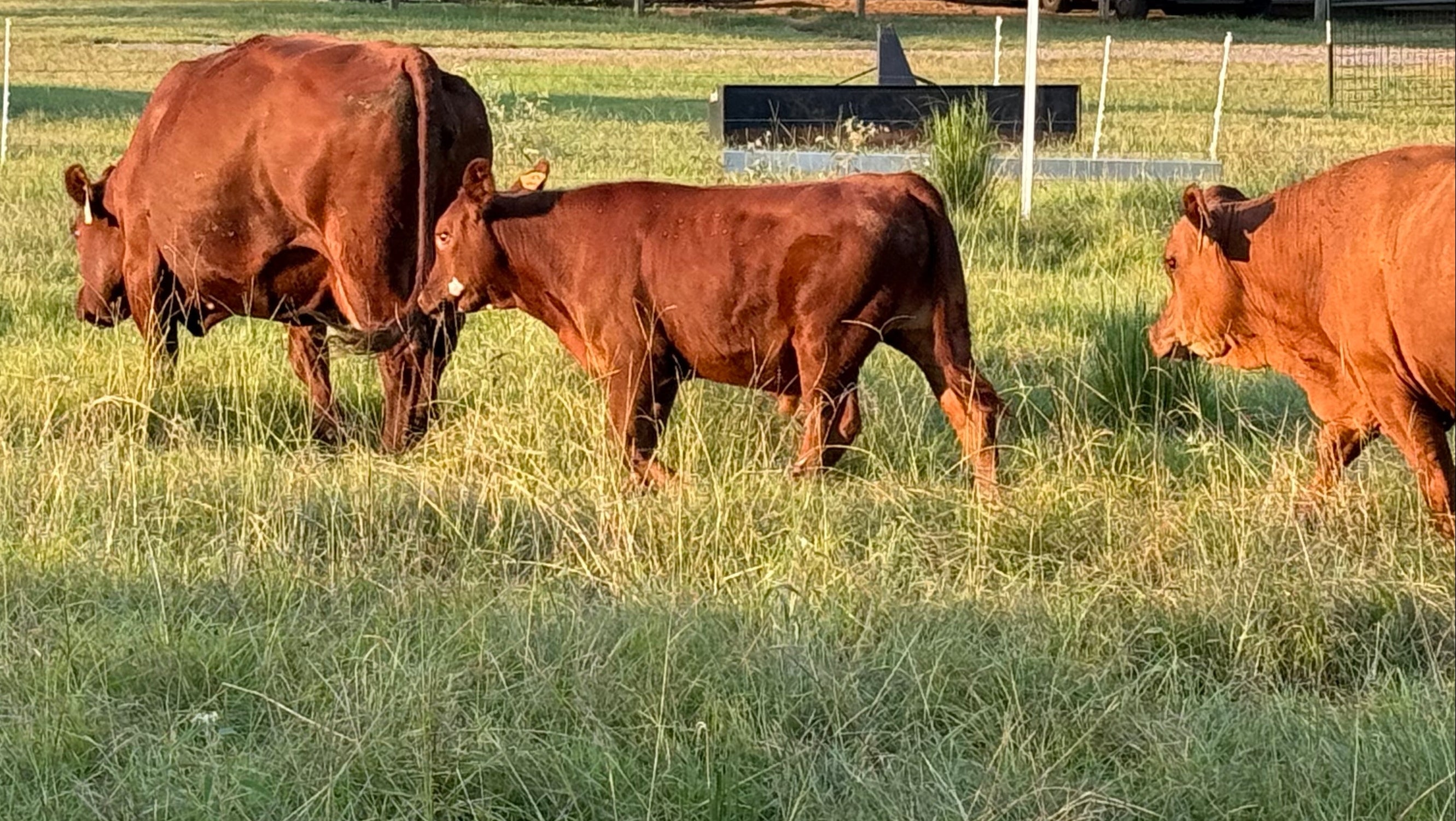 Cows grazing in a grassy field with a barn and tractor in the background.