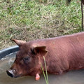 Red Wattle heritage hog on pasture — Base Camp Farm & Ranch pork bacon