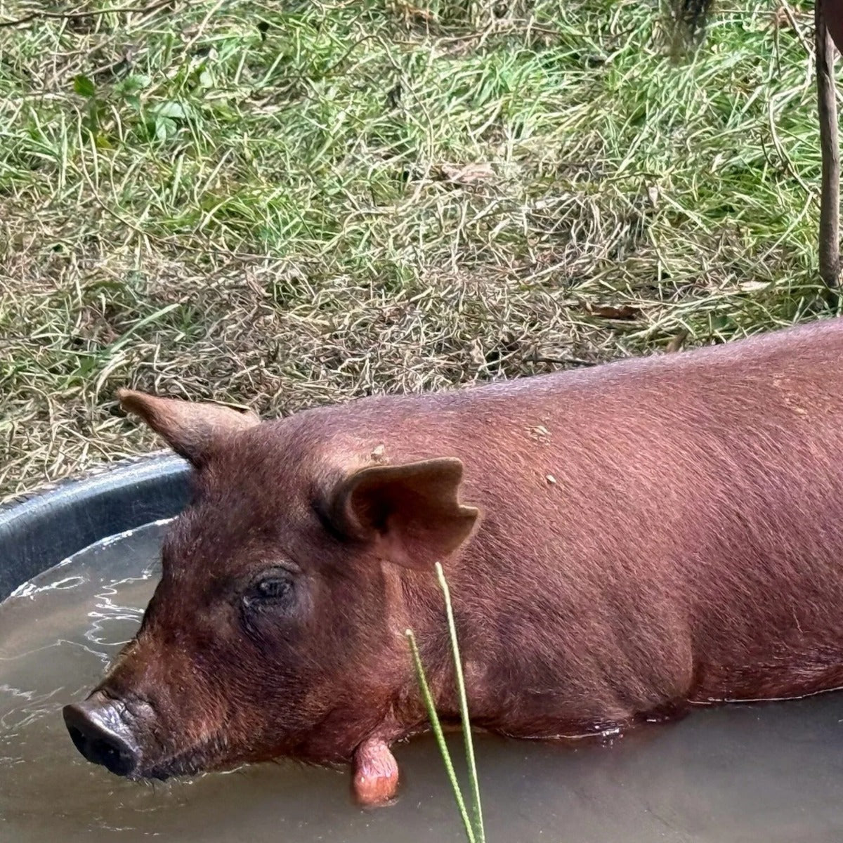 Red Wattle heritage hog on pasture — Base Camp Farm & Ranch pork bacon