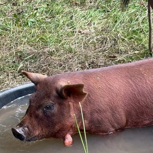 Red Wattle heritage hog on pasture — Base Camp Farm & Ranch pork bacon