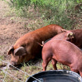 Red Wattle heritage hogs on pasture — Base Camp Farm & Ranch breakfast sausage