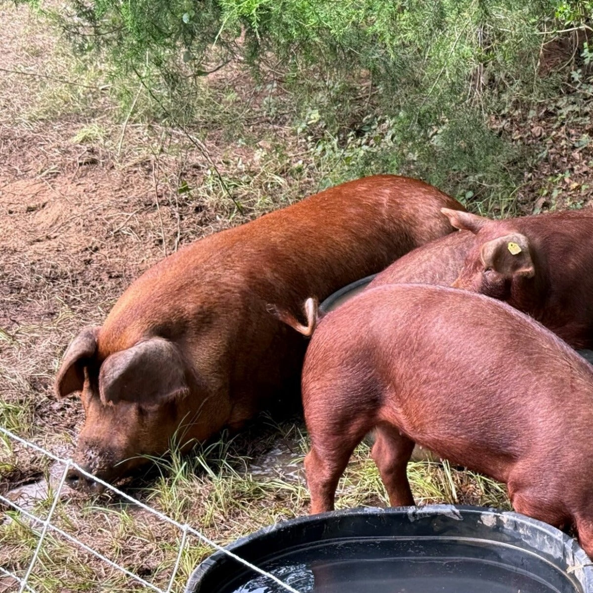 Red Wattle heritage hogs on pasture — Base Camp Farm & Ranch breakfast sausage