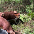 Red Wattle heritage hogs on pasture — Base Camp Farm & Ranch ground pork