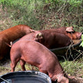 Red Wattle heritage hogs on pasture — Base Camp Farm & Ranch ham steak