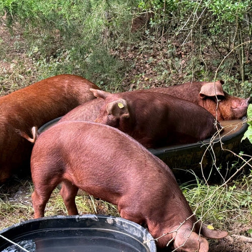 Red Wattle heritage hogs on pasture — Base Camp Farm & Ranch ham steak