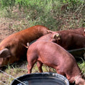 Red Wattle heritage hogs on pasture — Base Camp Farm & Ranch jowl bacon