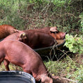 Red Wattle heritage hogs on pasture — Base Camp Farm & Ranch smoked sausage links